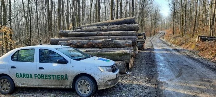 Guvernul a aprobat crearea a 197 de posturi noi la Garda Forestieră Națională